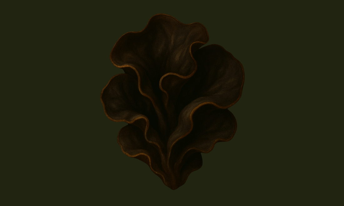 Black Fungus: The Blood-Nourishing Mushroom of Flow, Moisture & Quiet Strength