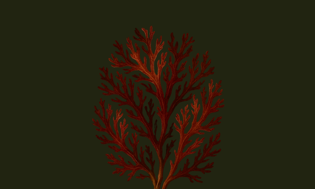 Irish Sea Moss: Oceanic Mineral Medicine for Body & Spirit